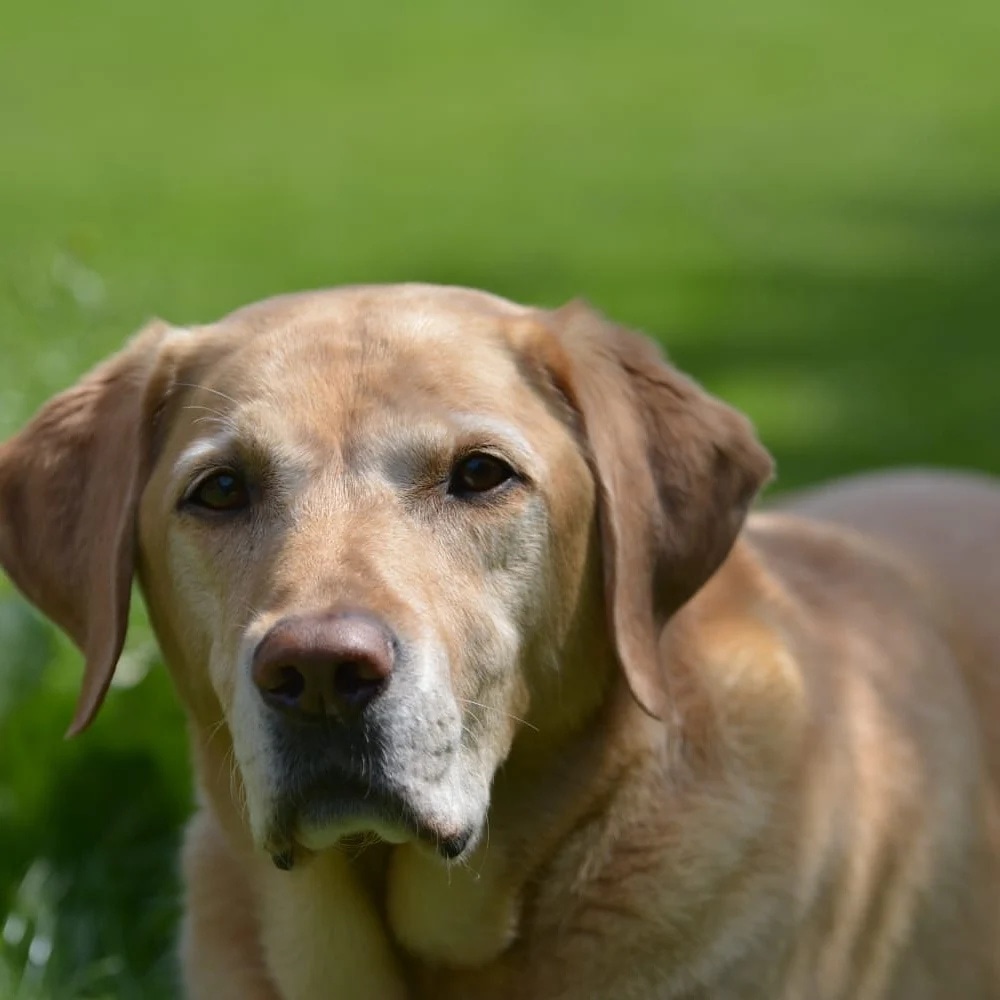 Loyal Dogs Mensch-Hund-Training
