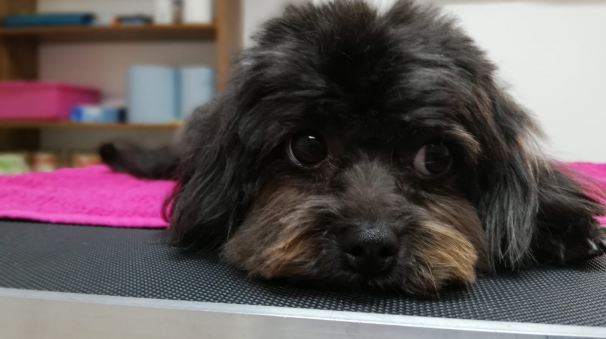 Hundefriseur Salon Bunter Hund