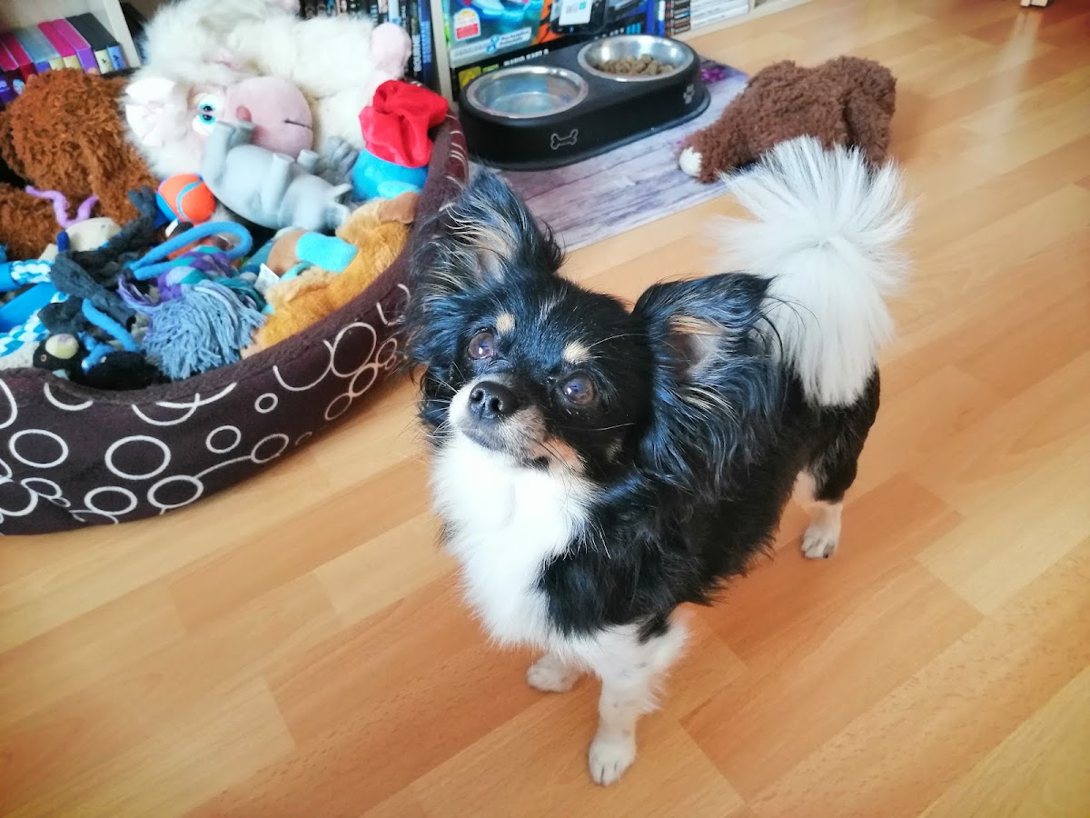 Hundesalon Lilli's Perle