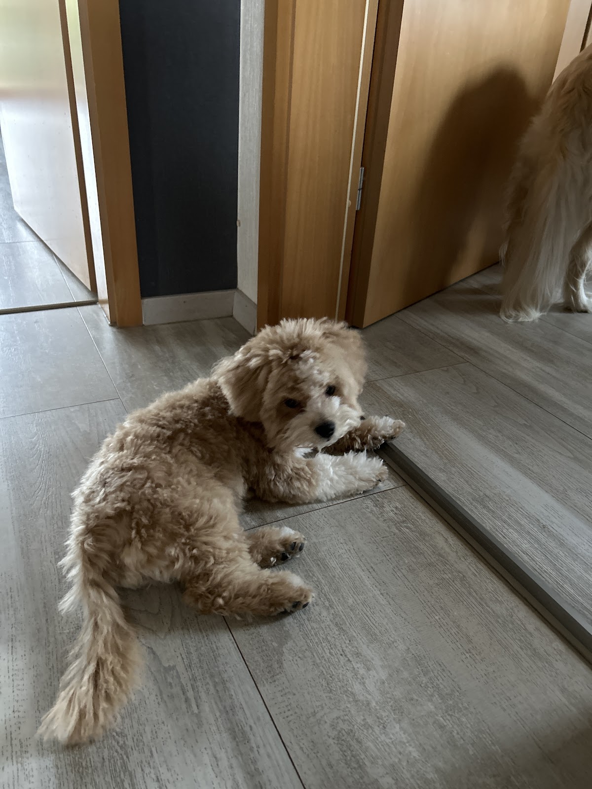 Hundesalon Rosemann Bad Driburg