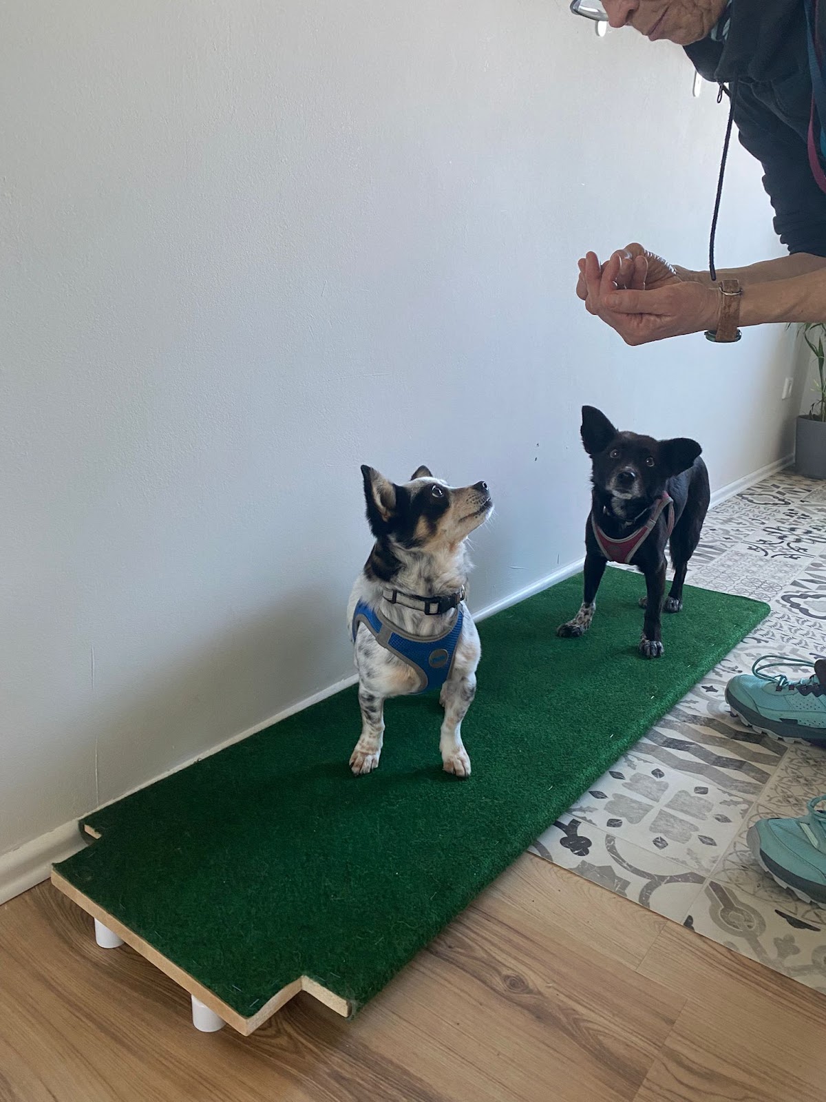 Nook‘s Spa Dog Grooming Salon