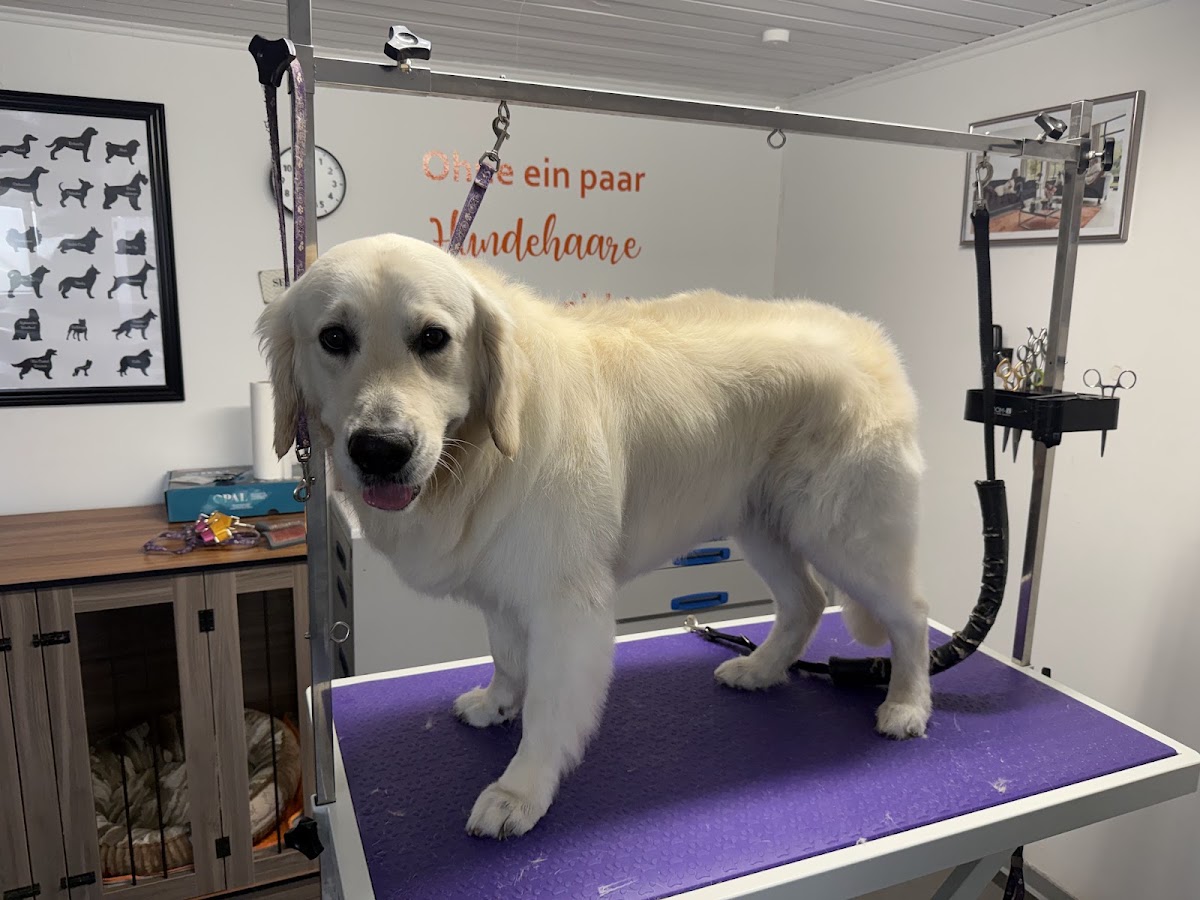 Hundesalon Feine Pfote Maren Dunkelau