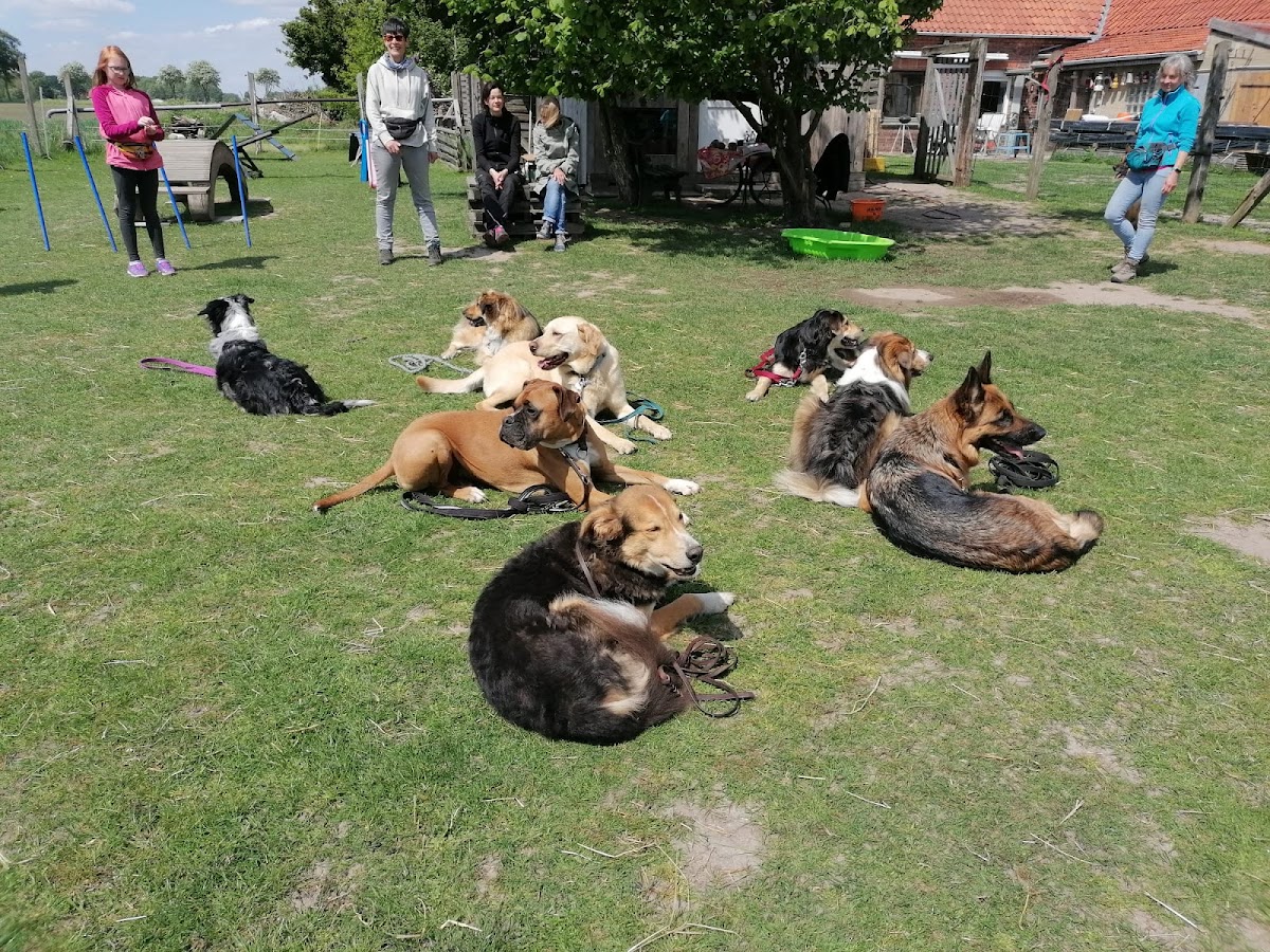 Hundeschule/mobile Hundetrainerin