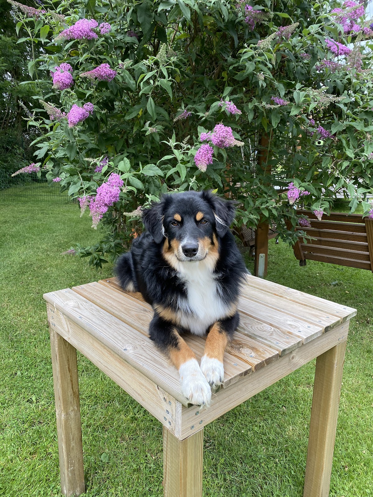 Hundeschule Dog Fun Sabine Wedderhoff