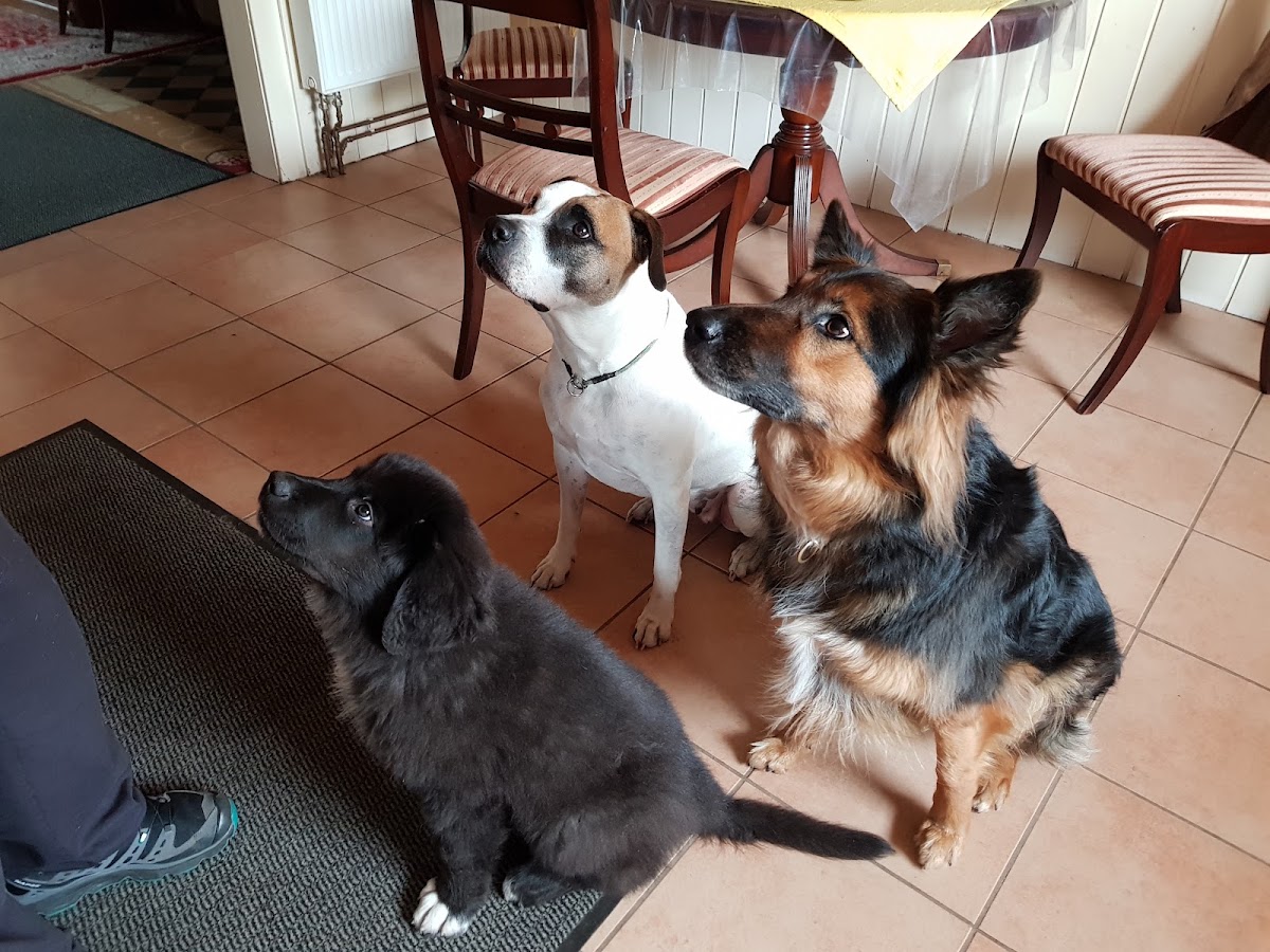 Hundeschule Lücke-Kerperin