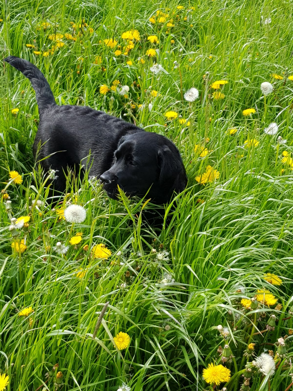 Hundewald Eva Schulte