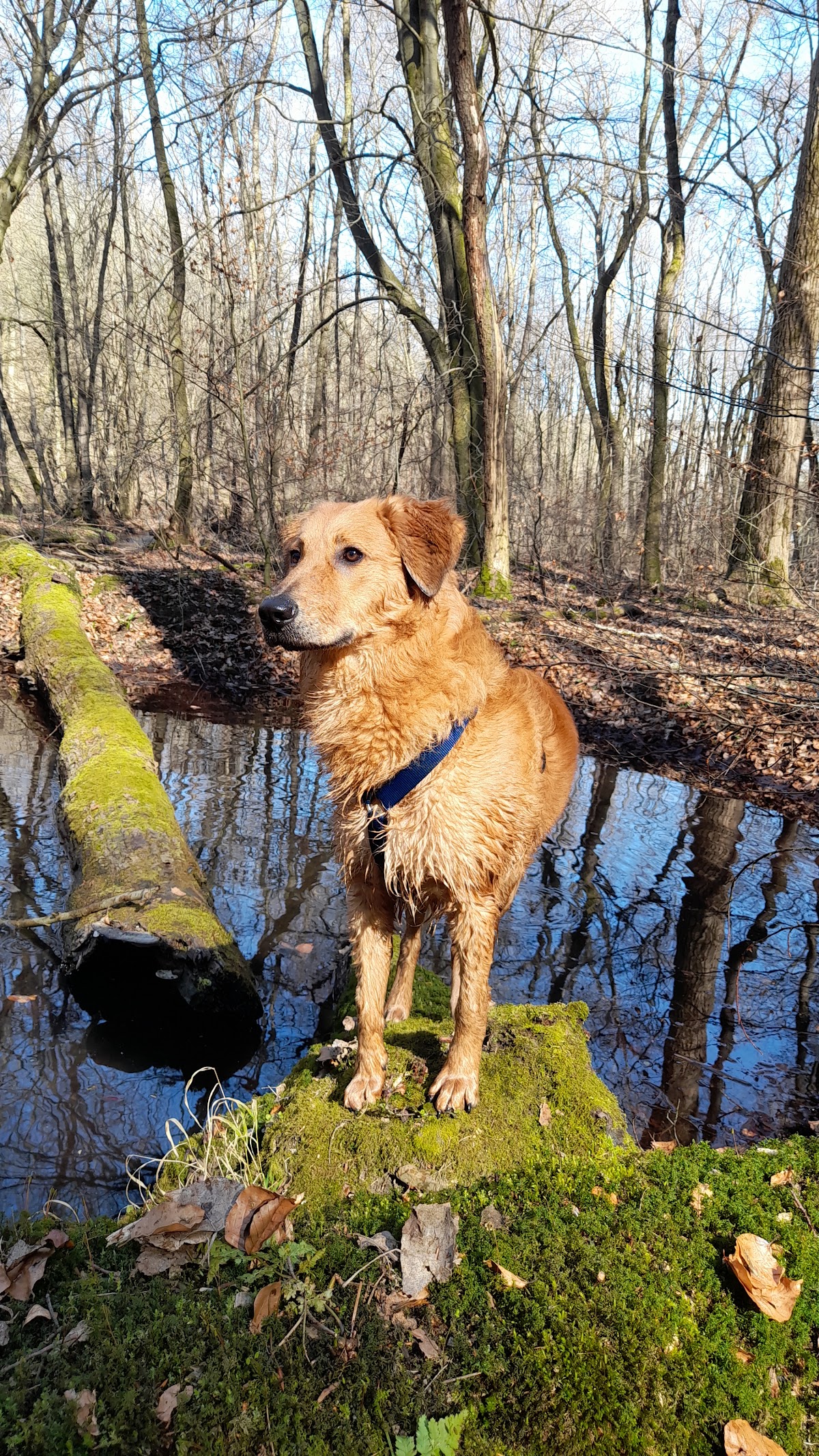 Hundetrainerin Lohrengel