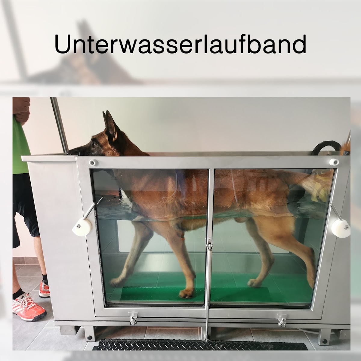 Fitdoggs - Praxis für Hundephysiotherapie & Hundefitness
