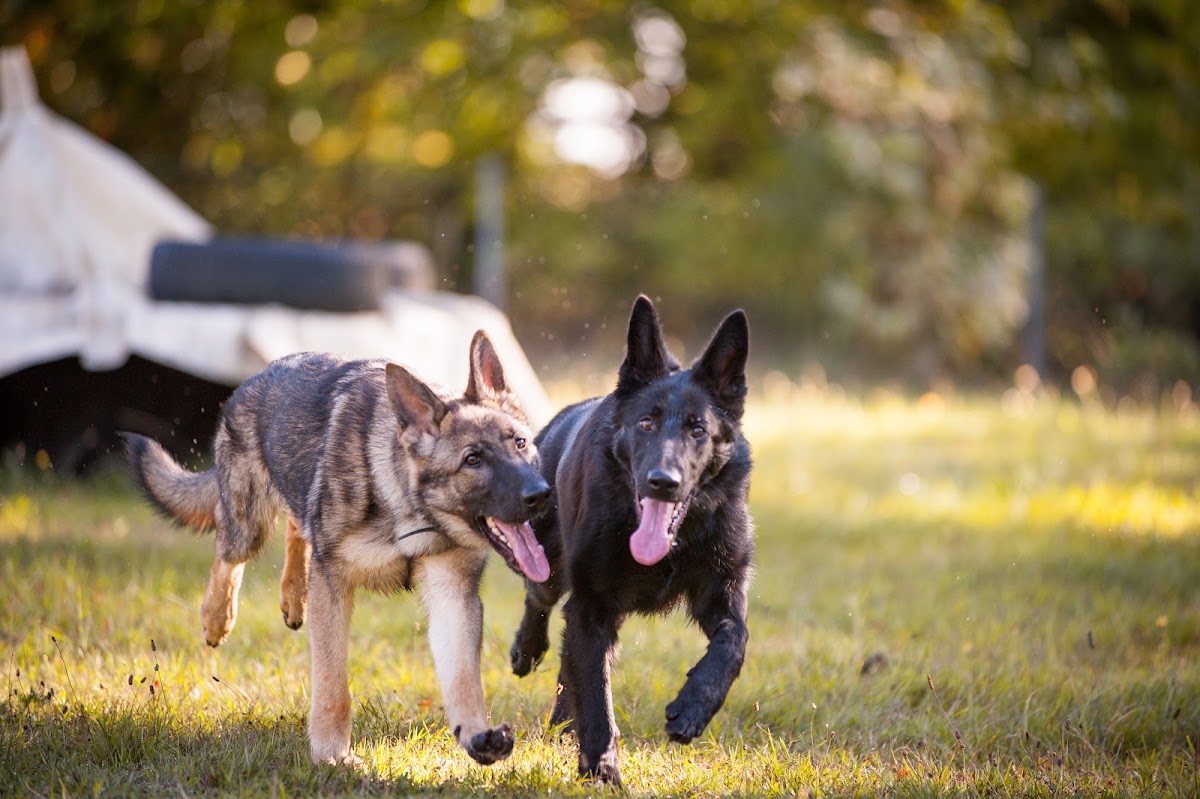 Hundesport Team Rehburg–Weserbogen
