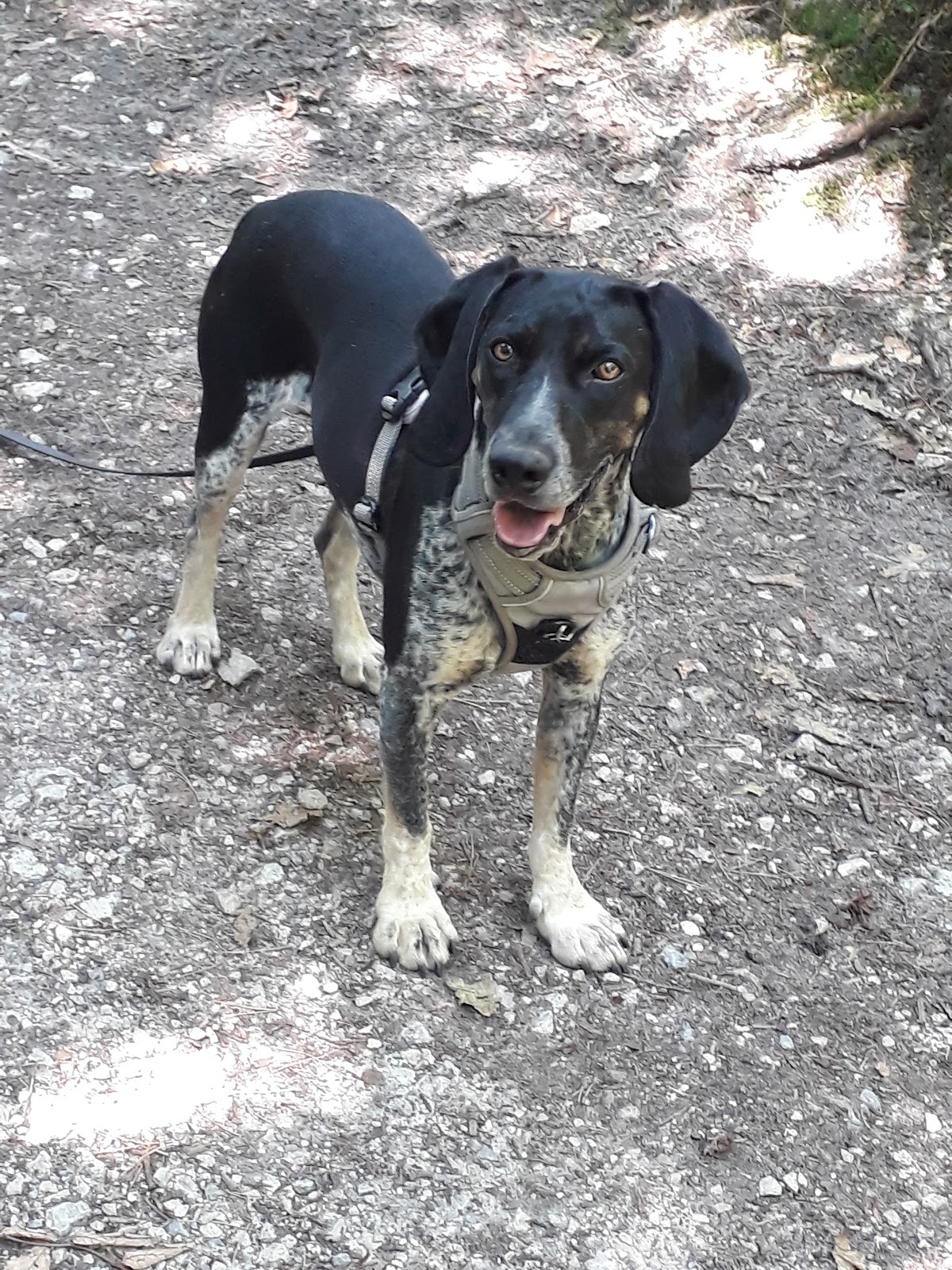 Hundeschule Jutta Kirchner