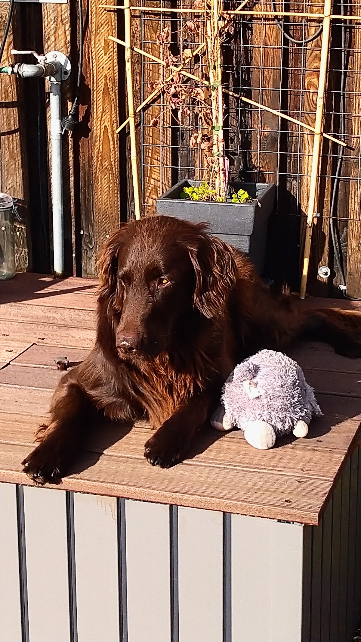 Jagdhund Ausbildung & Betreuung Heiner Küpper