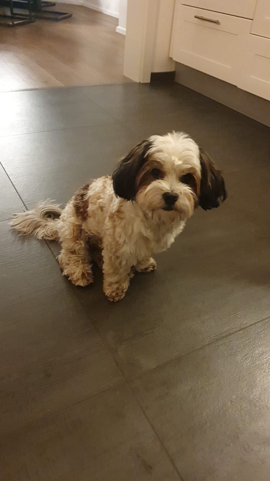 Hundesalon "Fell & Pfote"