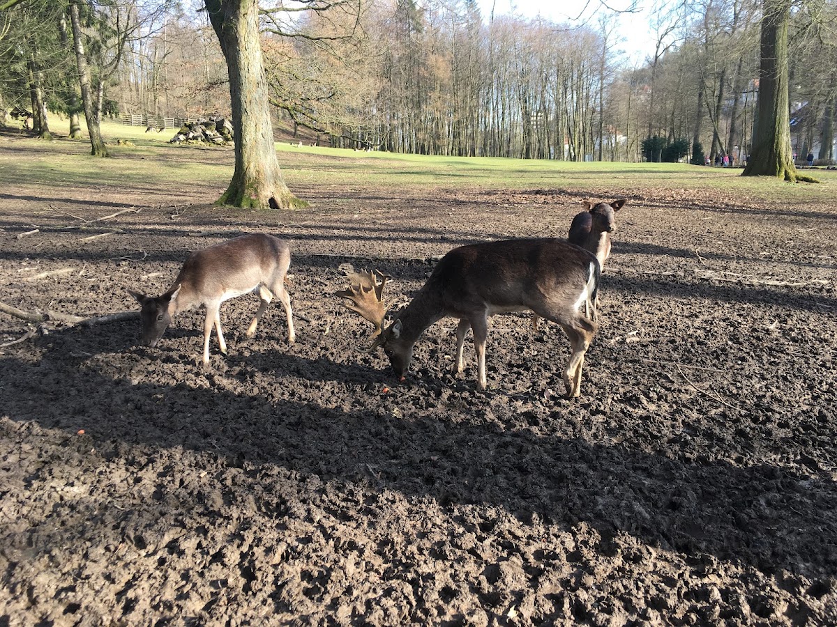 Damhirschgehege Bad Driburg