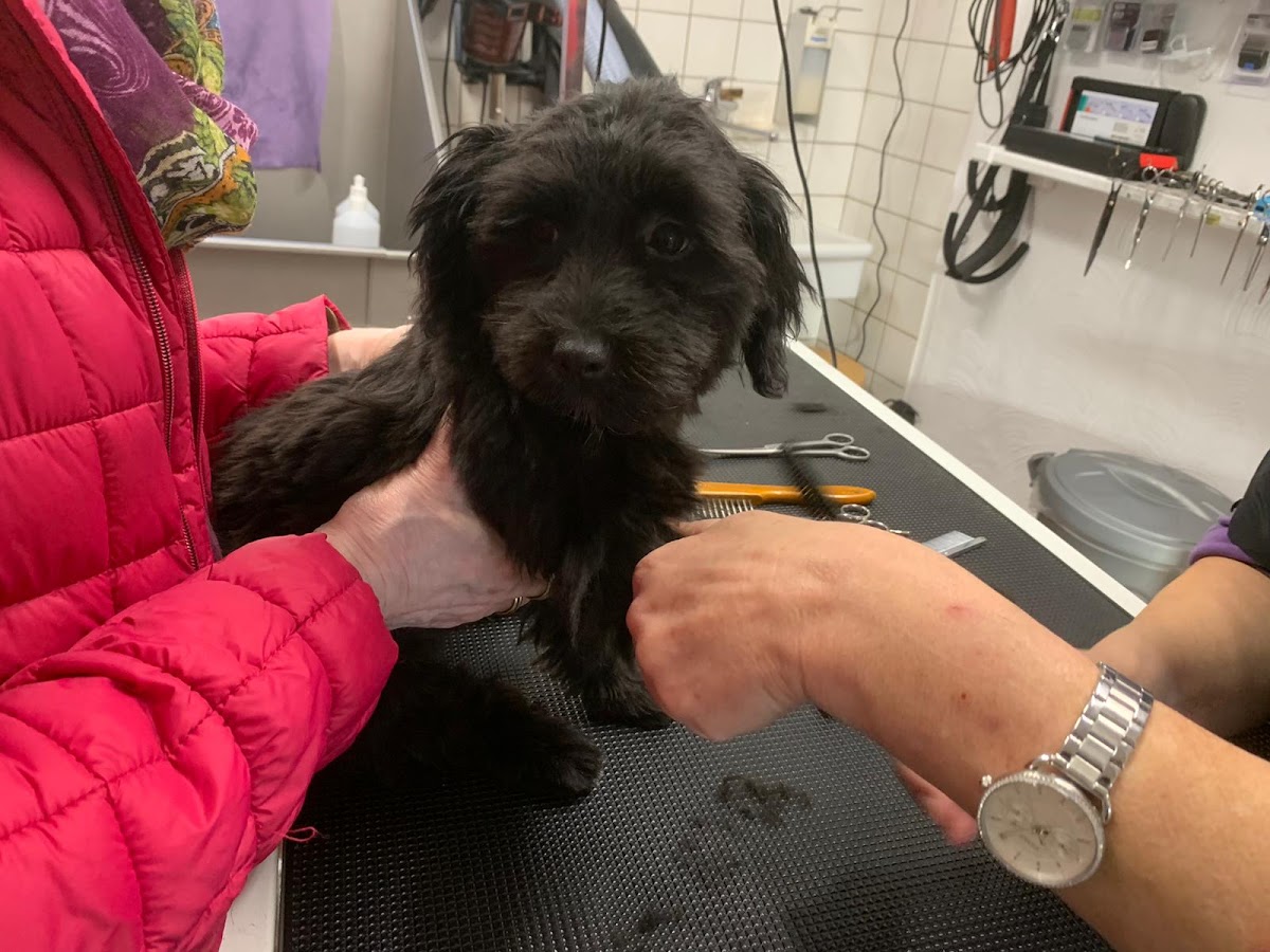 Klein macht fein (Hundesalon)