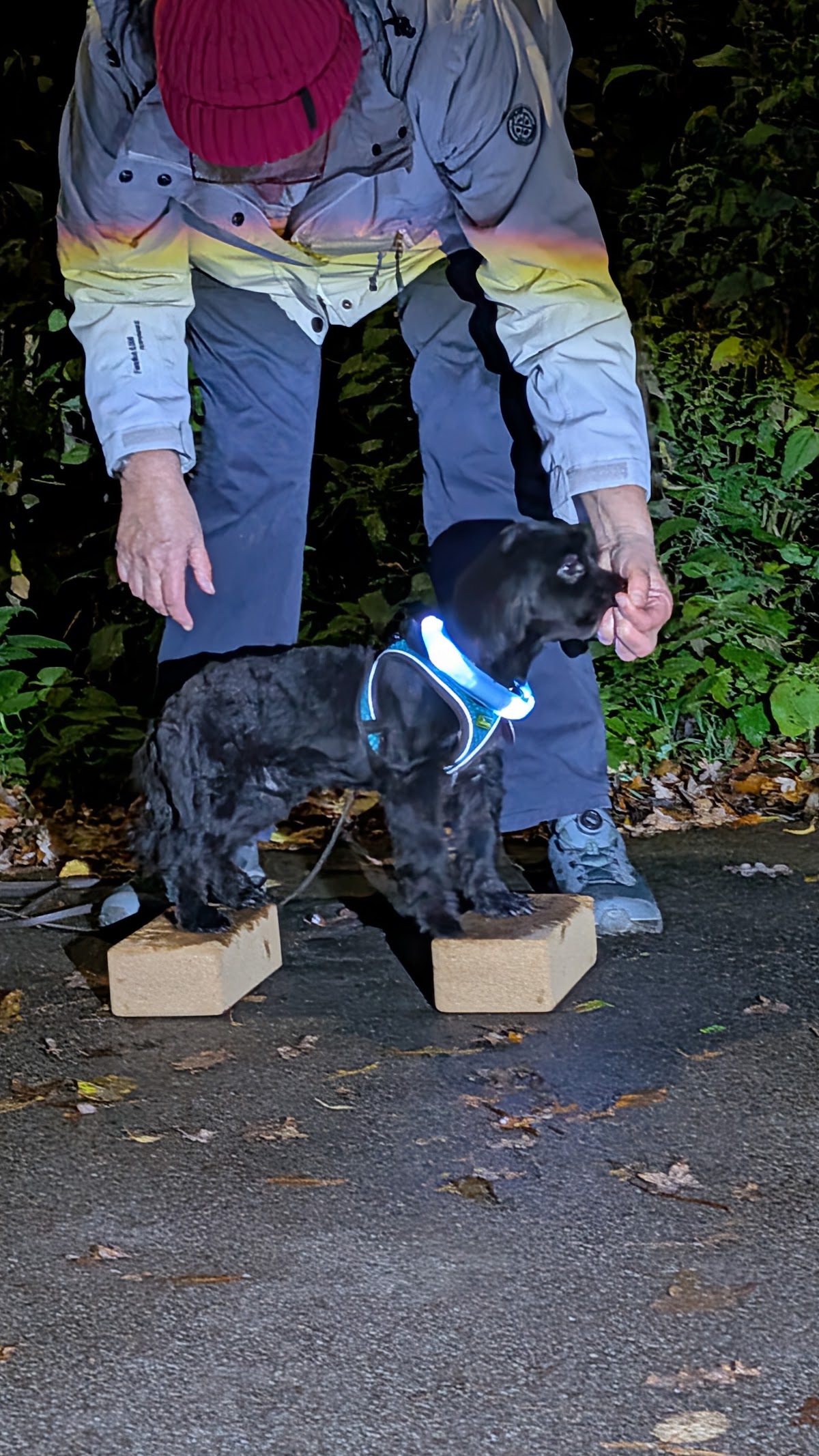 Adventure Dogs - Hundetraining & Verhaltensberatung -Tanja Pieper