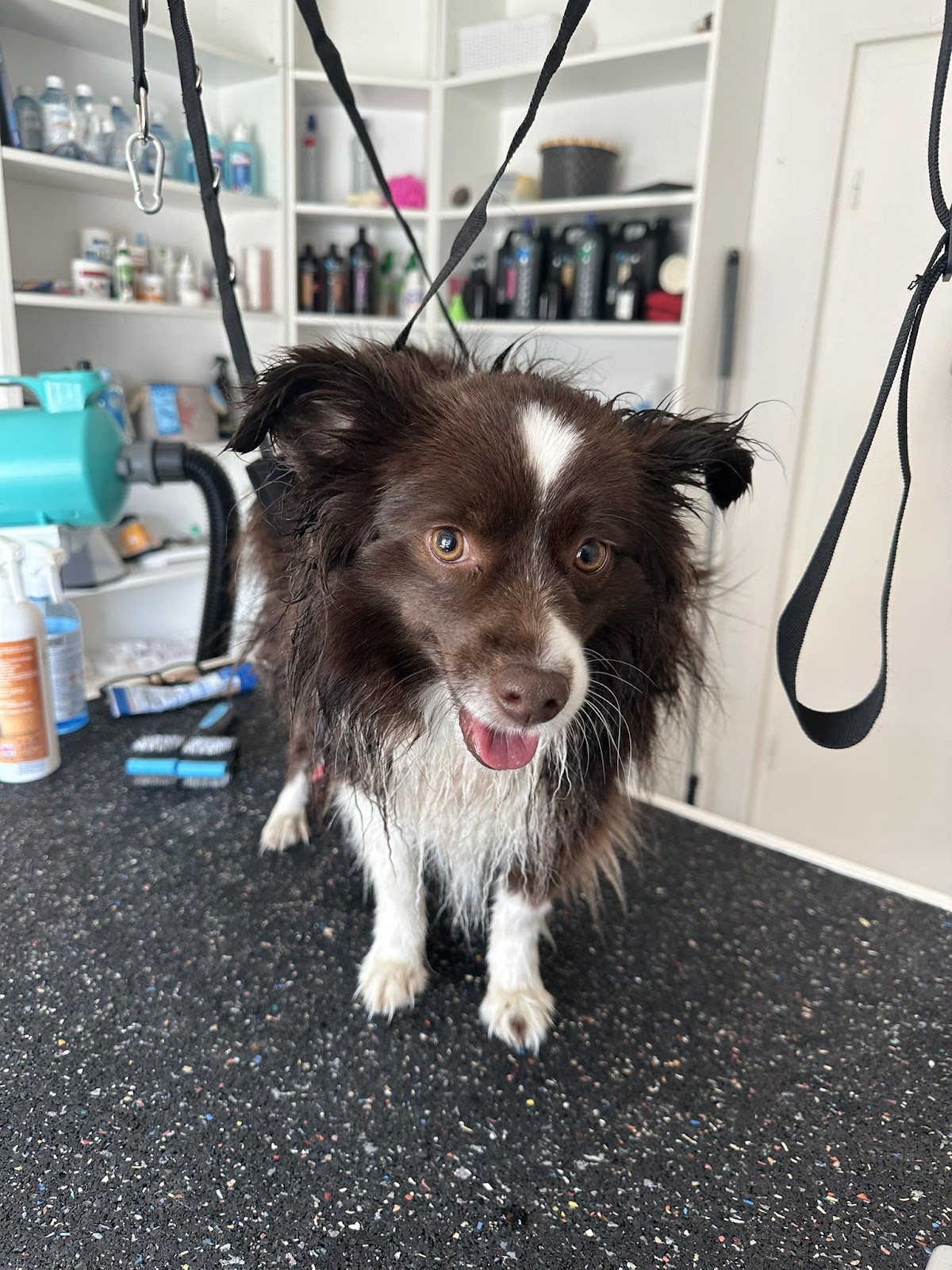 Schlappohr Hundefriseur
