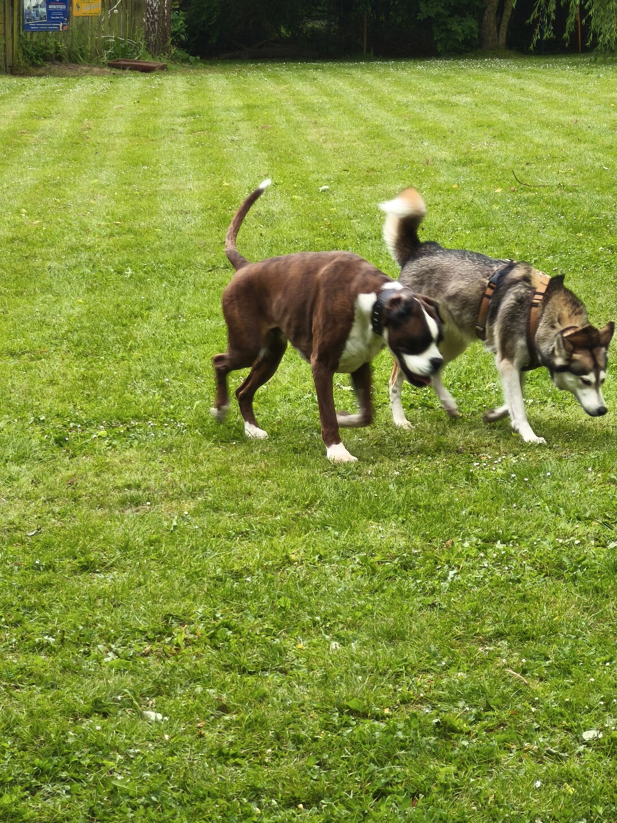 Apollo Hundeschule & Pension