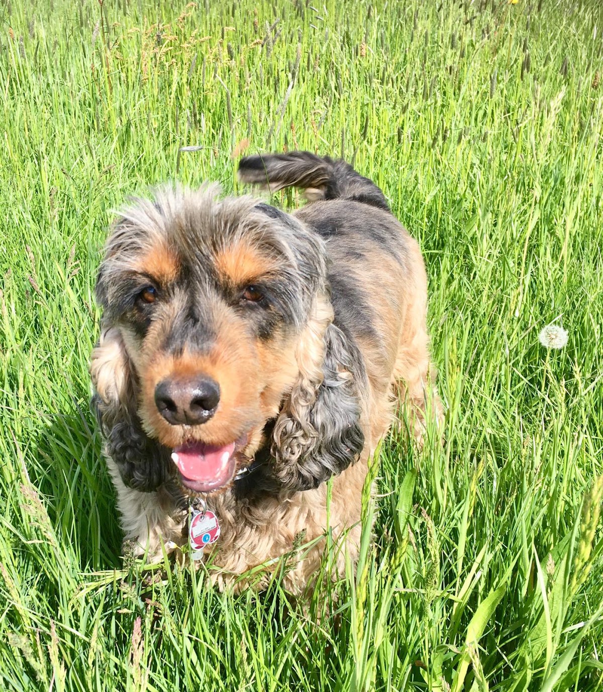 Hundepension Pudelwohl