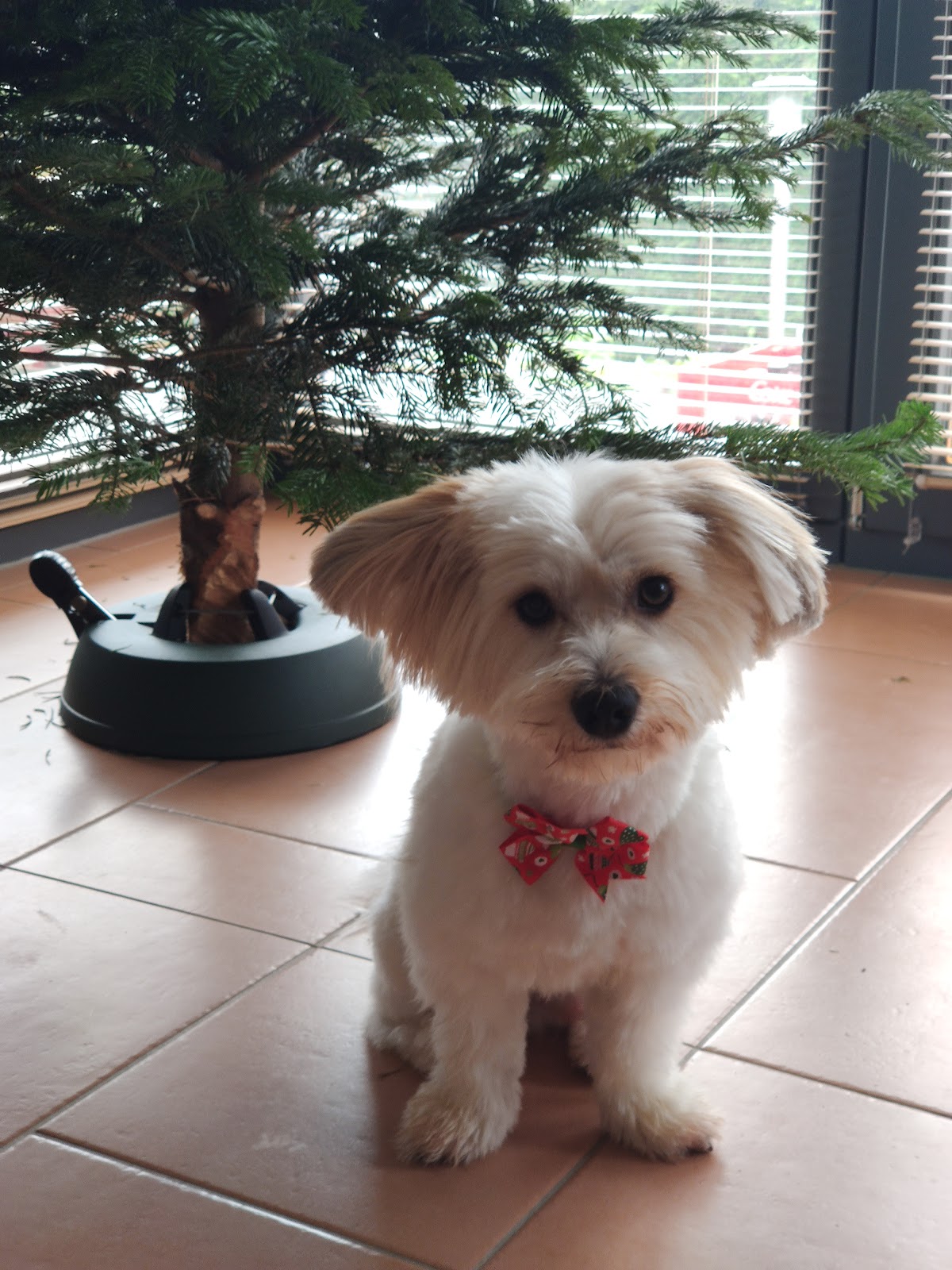 Flott und Fesch Tierfriseur