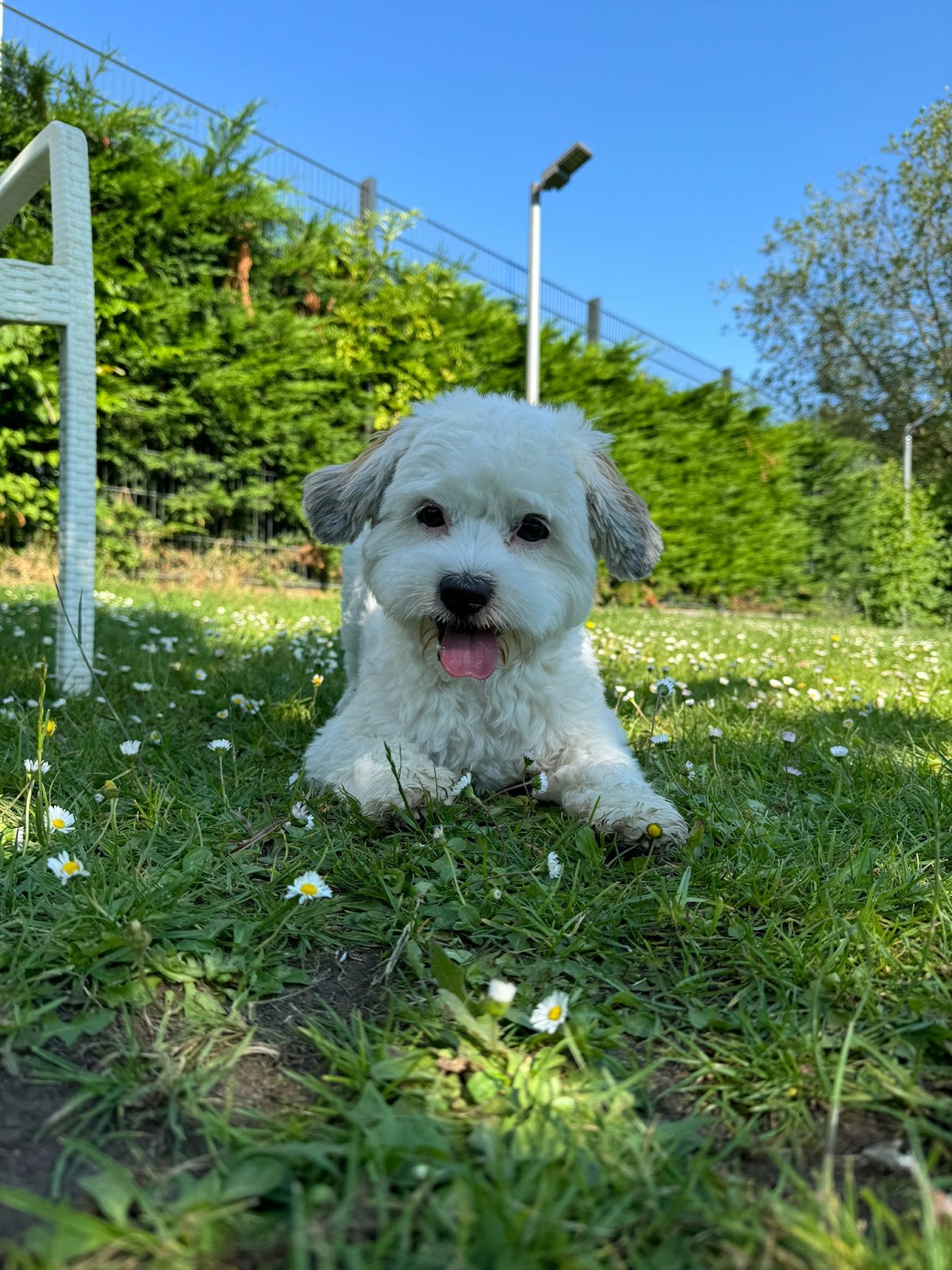 Hundeschule Dogs A.T. School