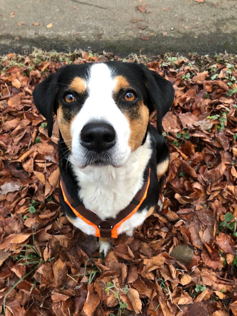 Fährtentreu - mobiles Hundetraining