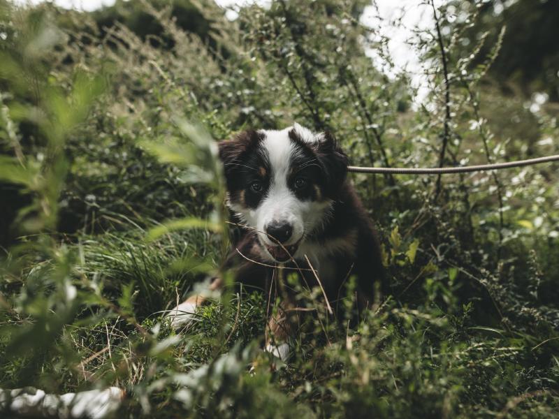 Hundeschule Pipapo