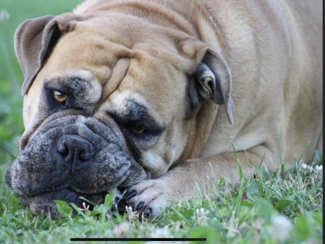 Jennys Hundeschule