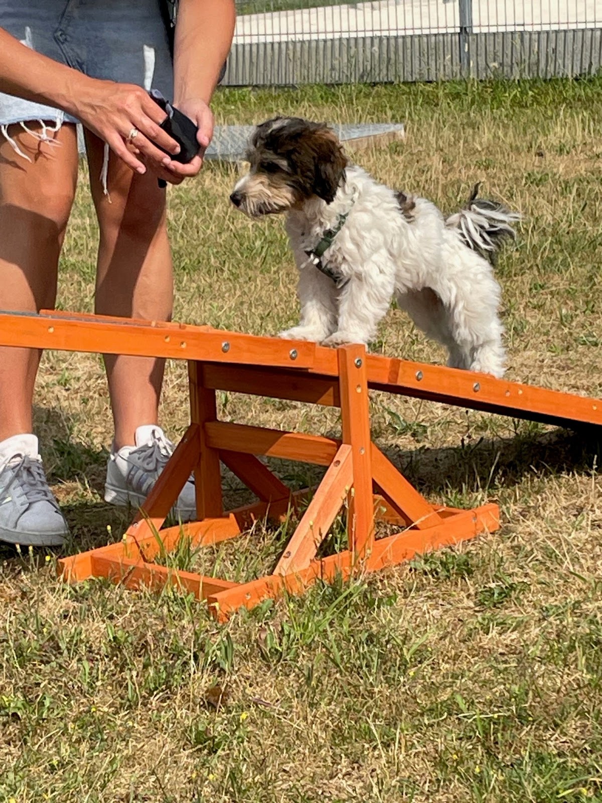 L&A DOGS Hundeschule Ibbenbüren