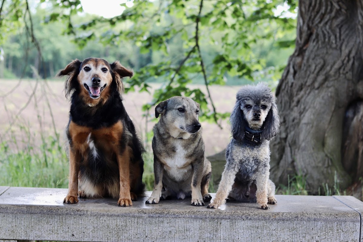 Hundeverhaltensberatung Julia Heinze