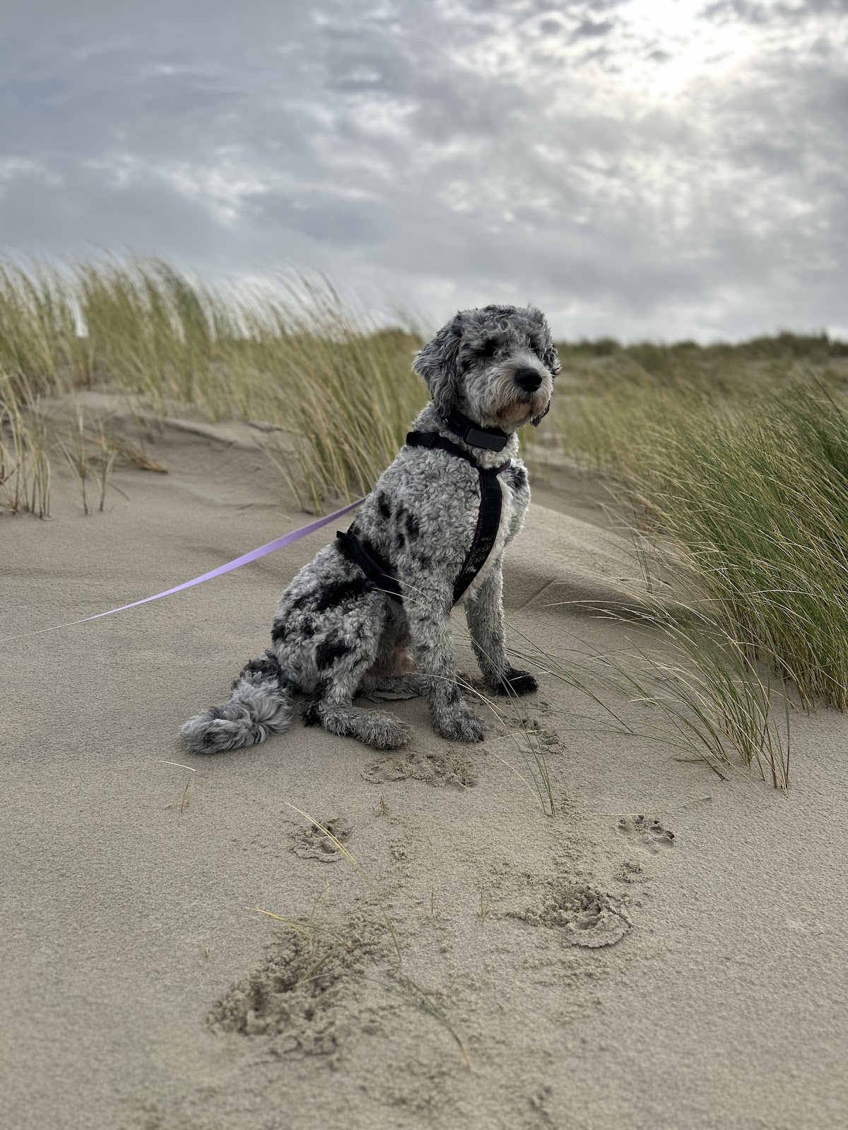 Freizeit mit Hund