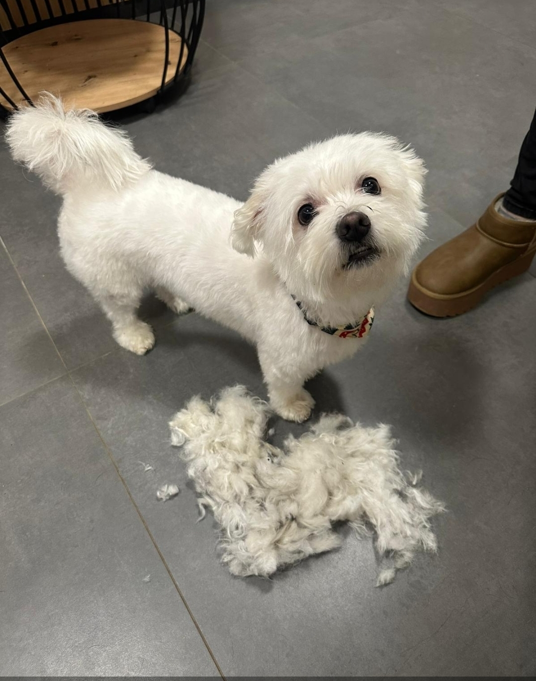 Hundesalon Fräulein Fellschön
