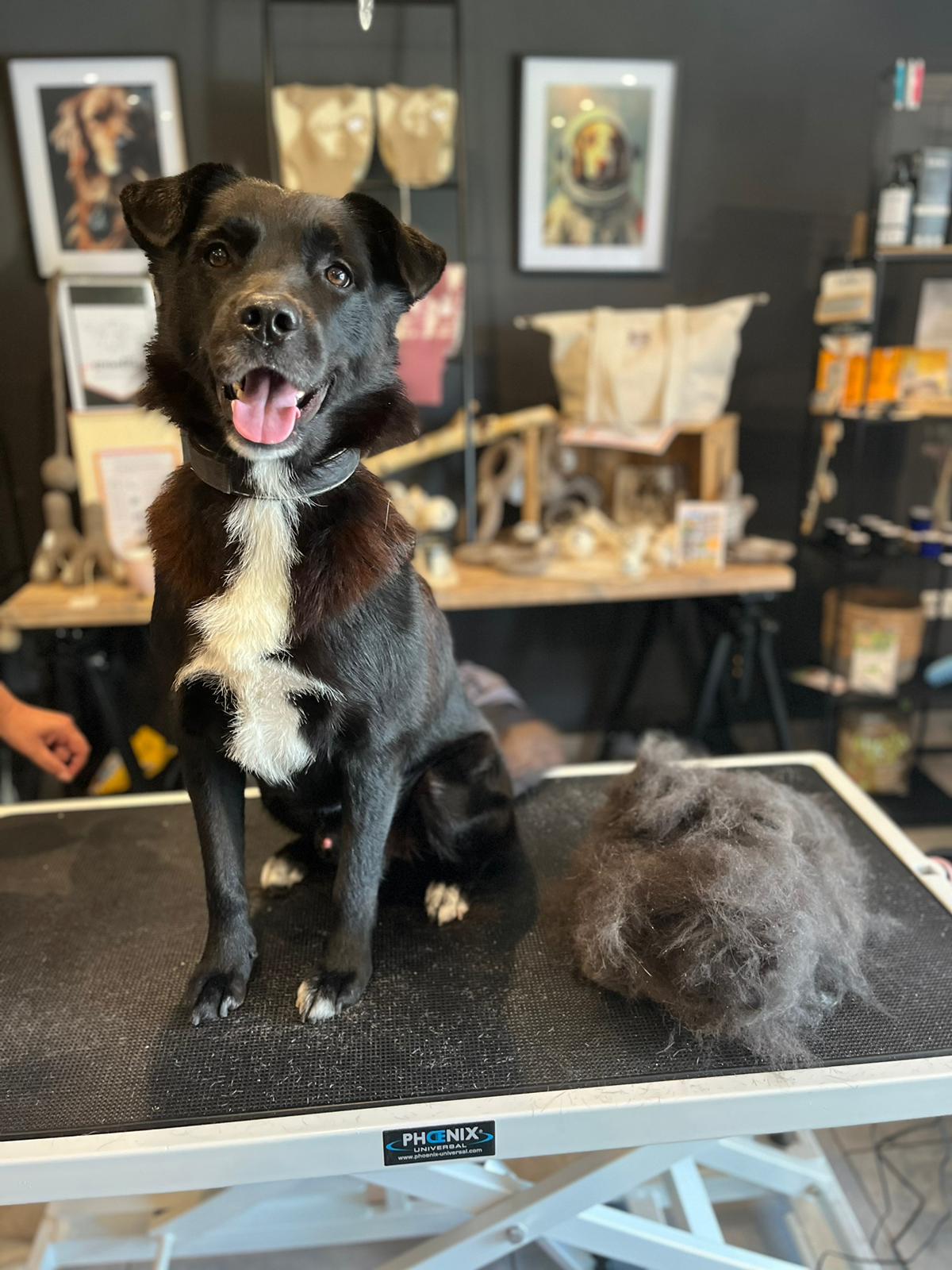 Hundefriseur „Wunderhund“