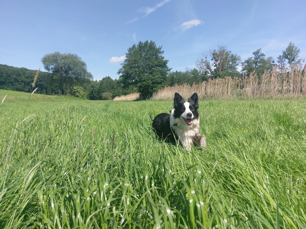 Hundeschutzhof Collie und Co.