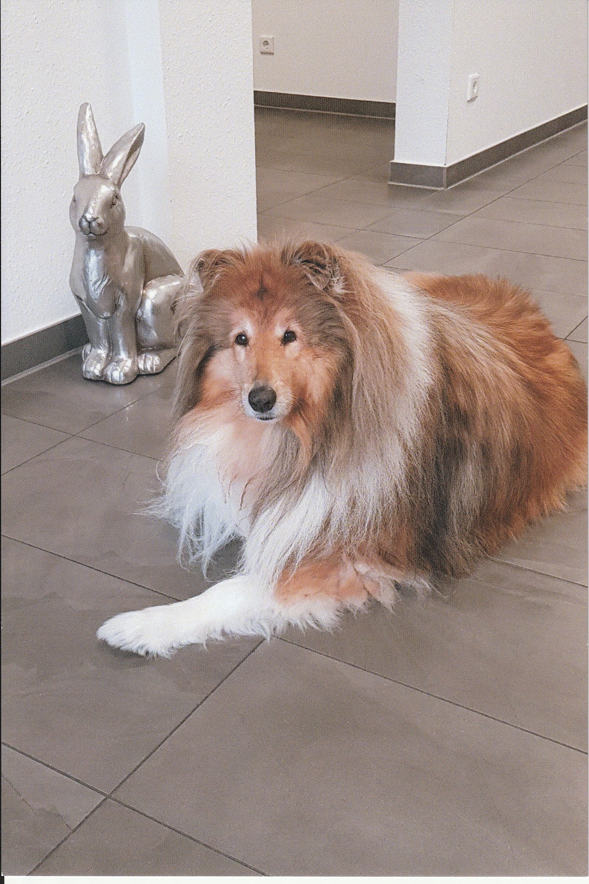 Hundesalon Schönes Fell professionell