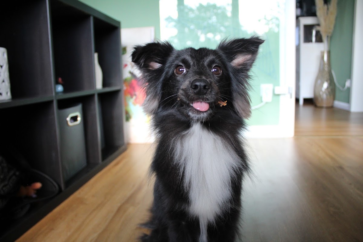 Mimis mobile Tierbetreuung
