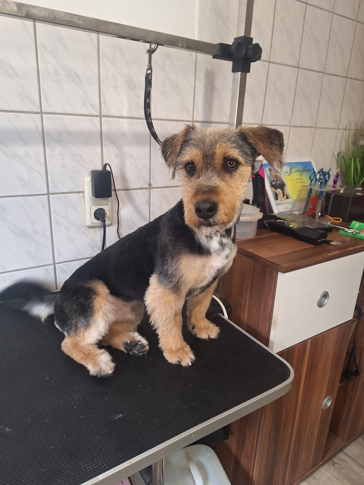 LUNA Hundesalon Warburg-Welda