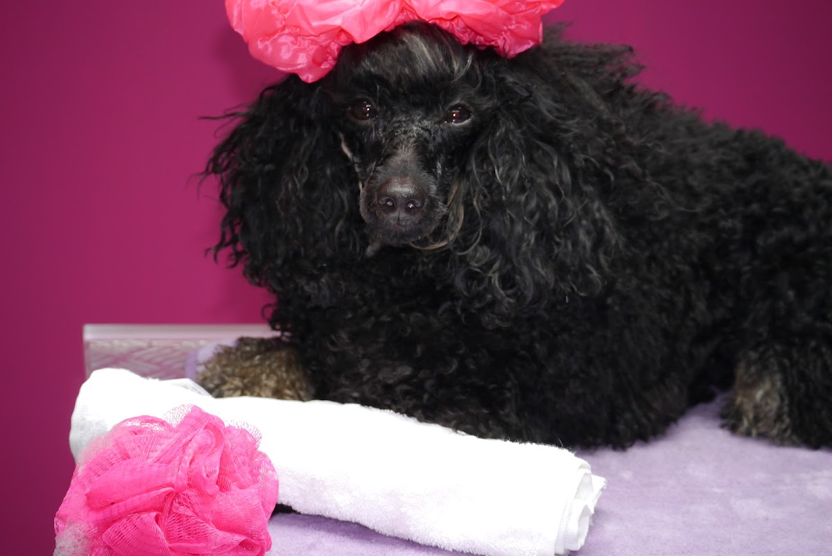 Hundesalon PinkPoodle