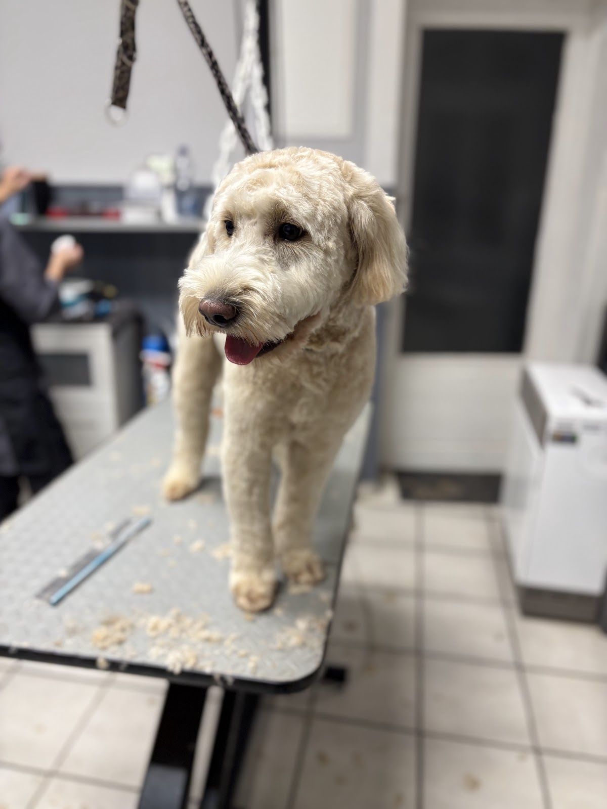 Susi's Hundesalon - Tierisch schön