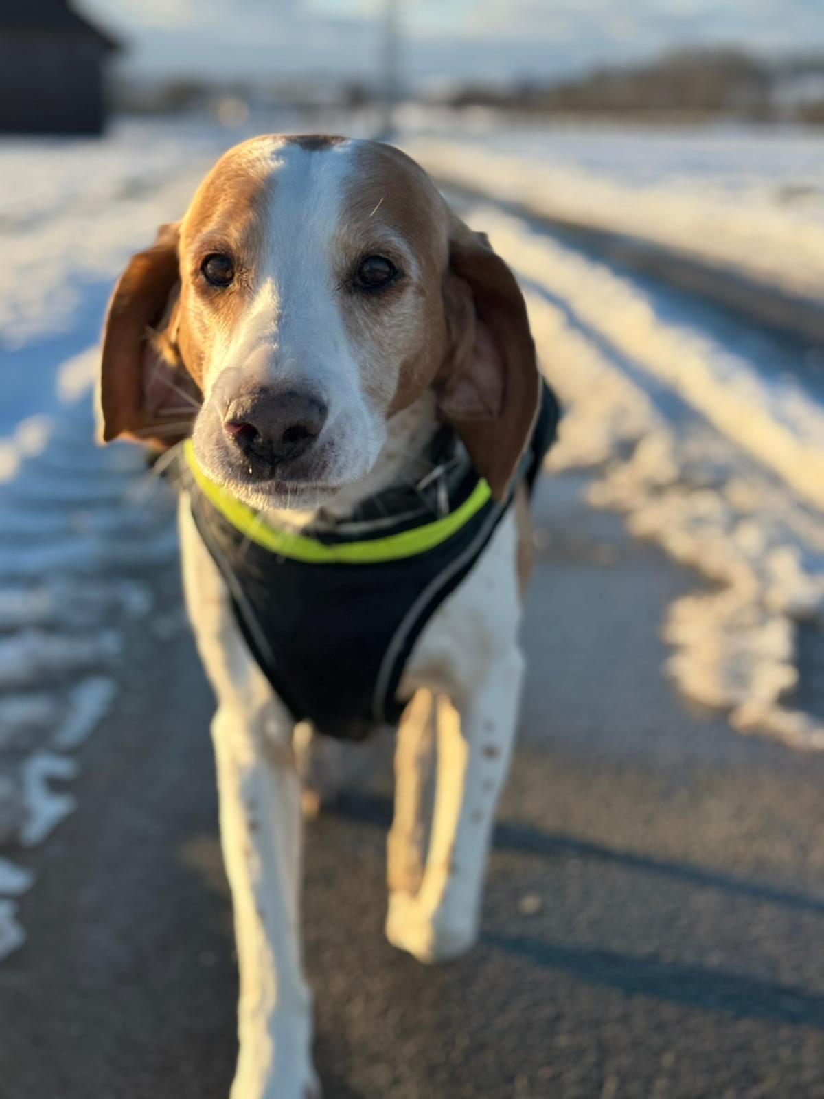 Hundepension Michels