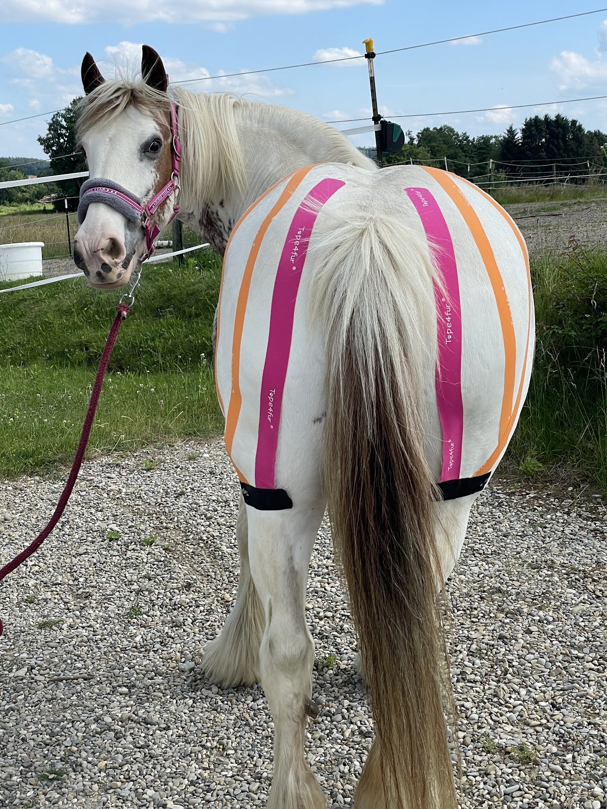 PET-Therapie Tierphysiotherapie Huforthopädie Ernährungsberatung
