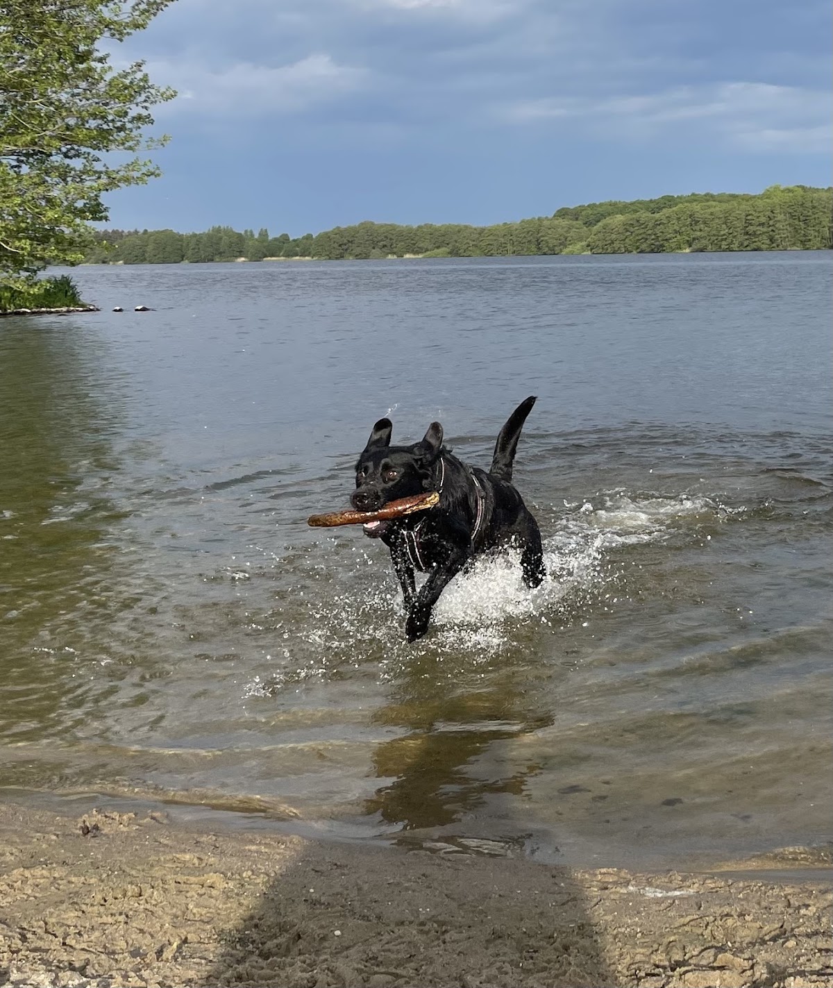 Labradorzucht vom Nordpunkt