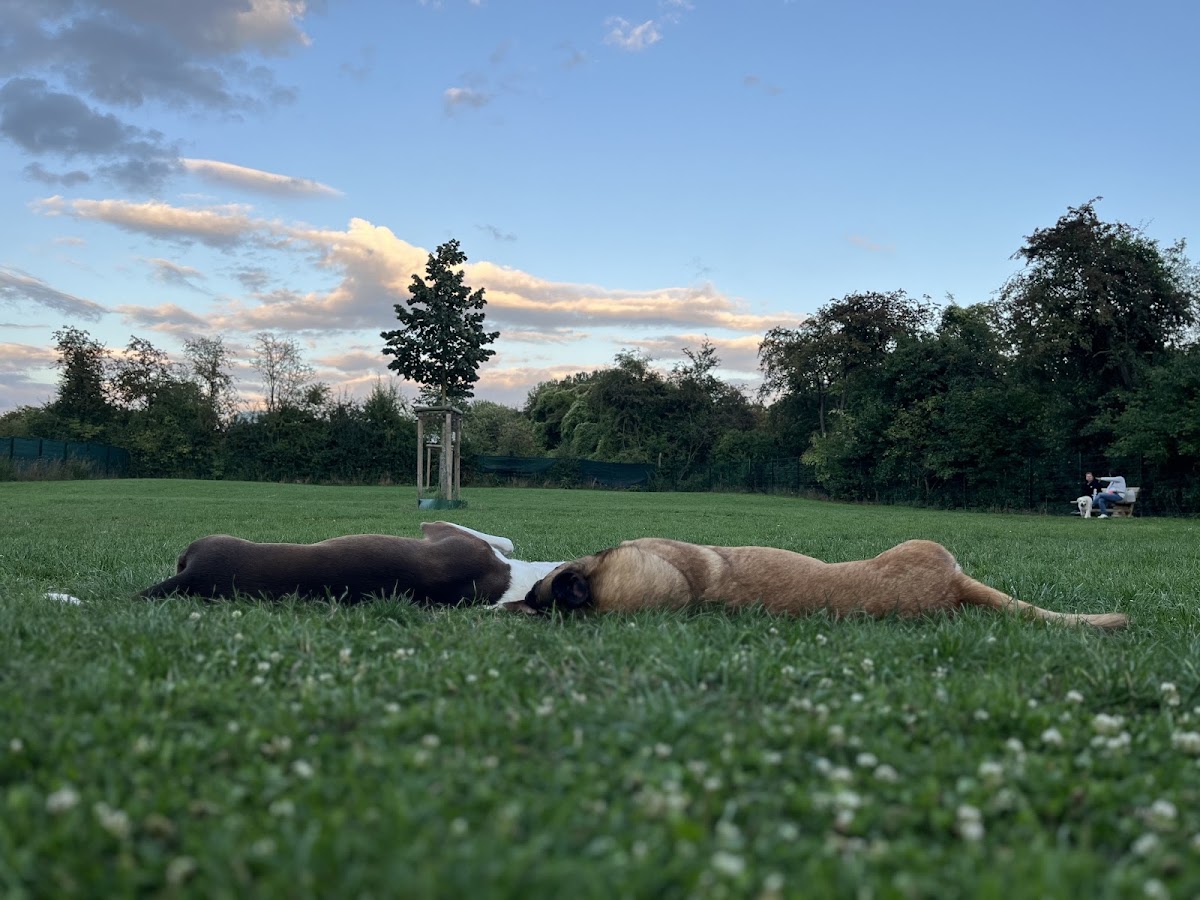 Hundeauslauffläche