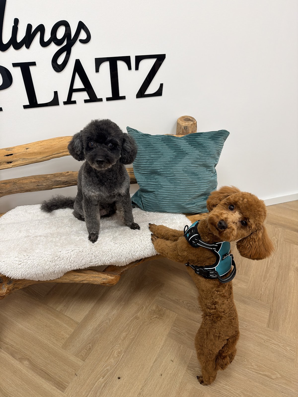 Hundefriseur Fellatelier