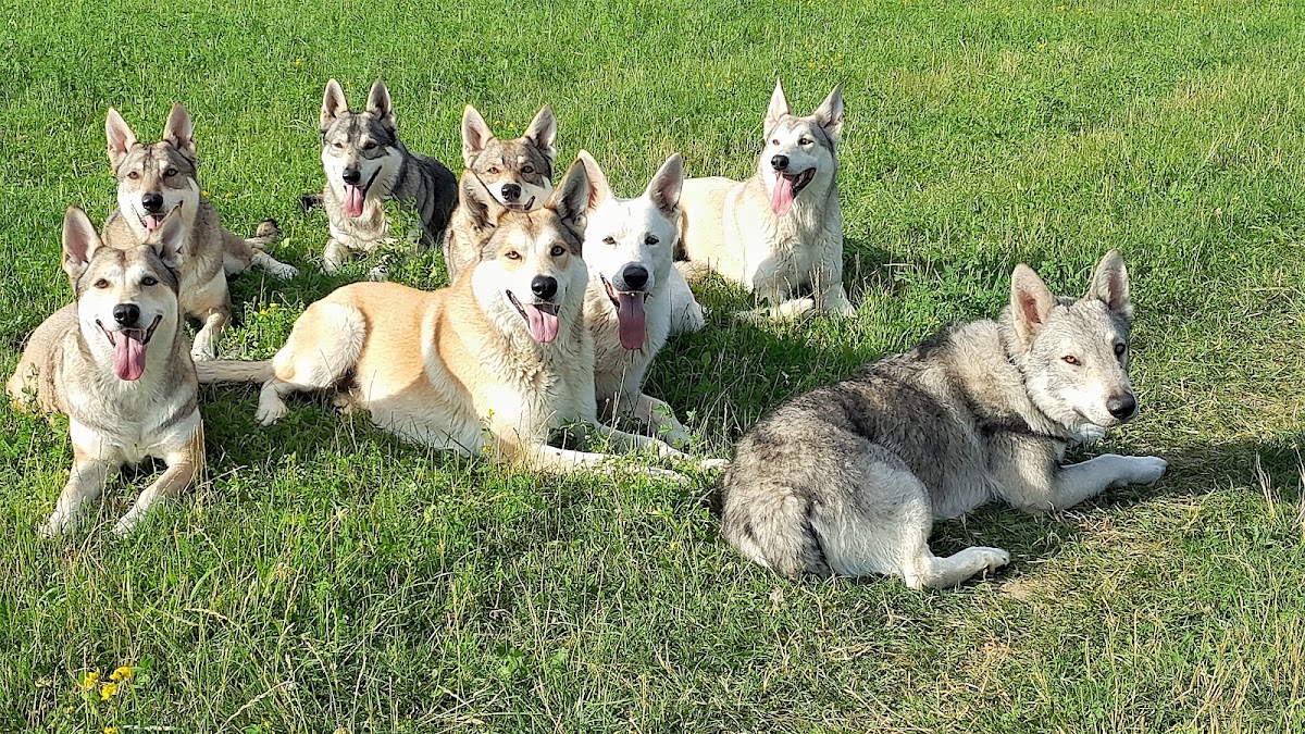 Magic Moonlights Wolfshundetrekking