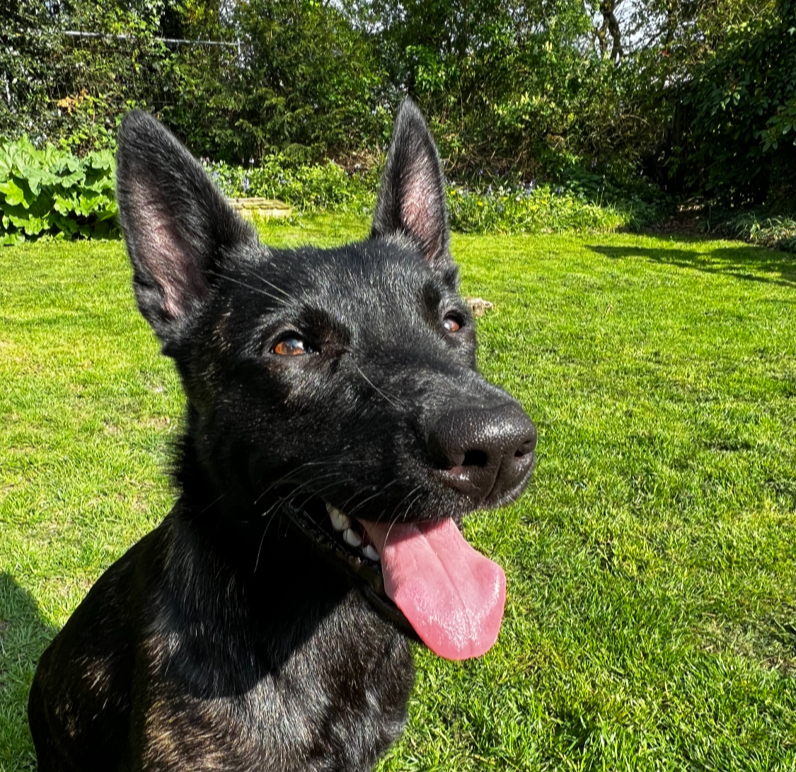 Hundecoach Wiedemann – Hundetrainer & Verhaltenscoach in 49479 Ibbenbüren