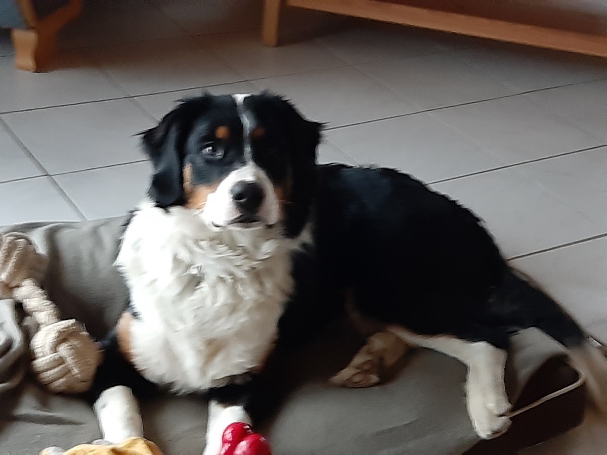 Die flexible Hundeschule