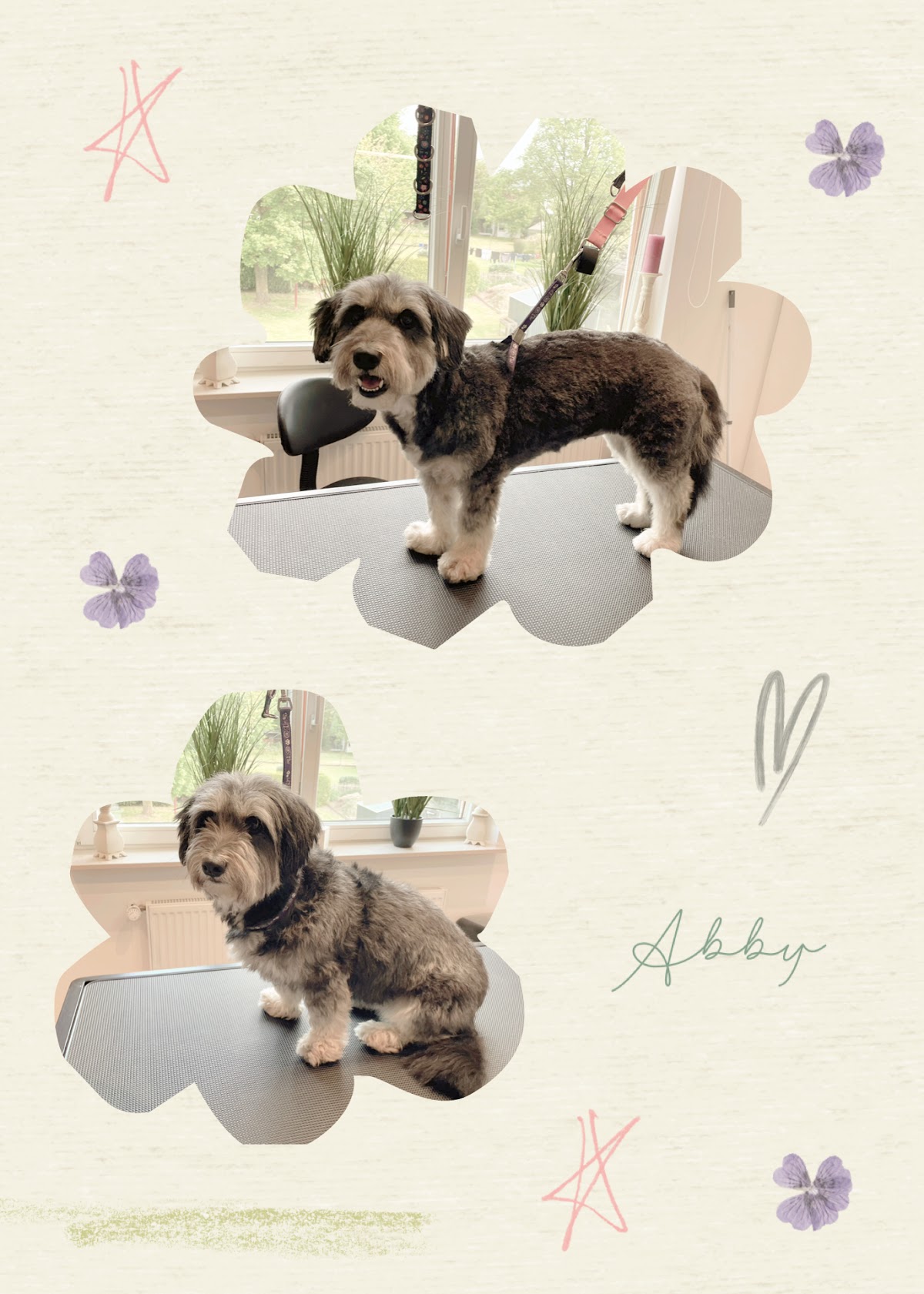 Hundesalon Knutschnase - Nathalie Schüller
