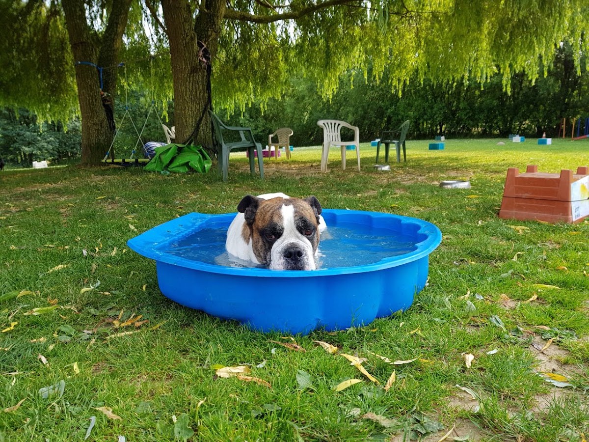 Hundeschule tierisch-gut