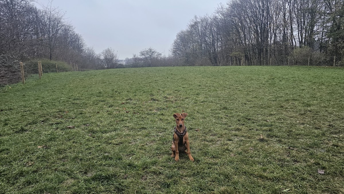 Hundewiese Velbert (eingezäunt)
