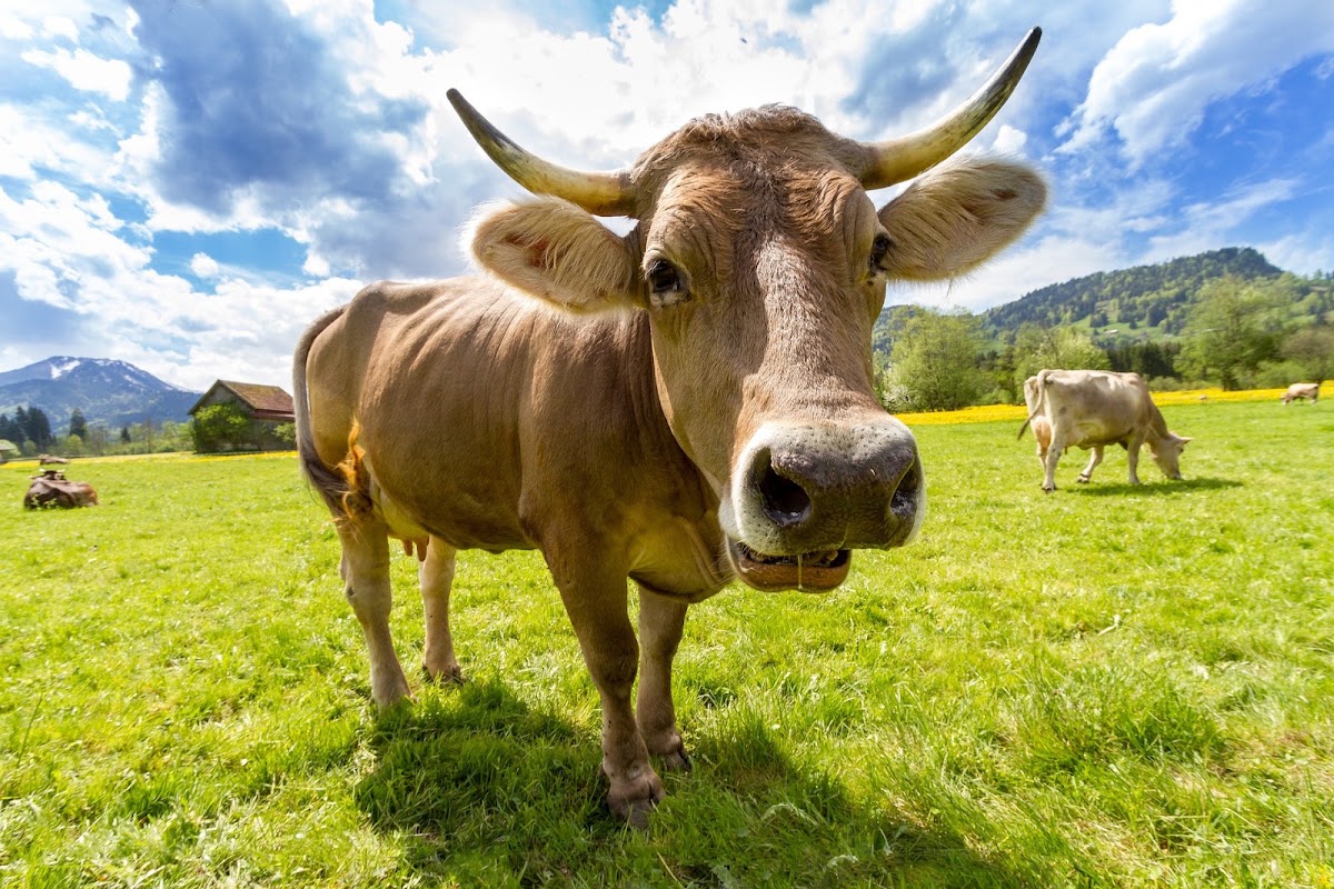 Dr.med.vet. Kerstin Freitag prakt. Tierarzt